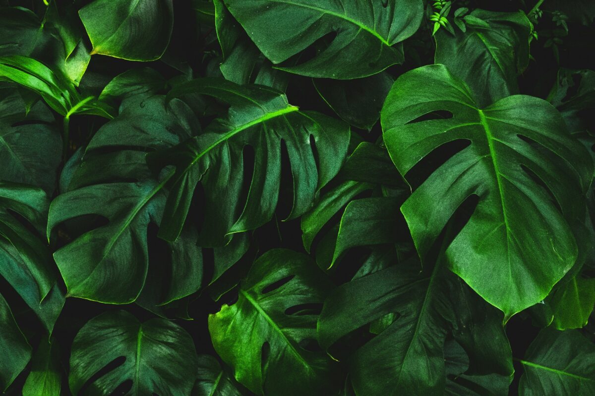 TEST POST